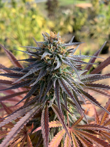 Greenhouse Hemp Flower - Cherry Wine x Ceiba - Hand Trimmed